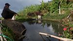 Potret Kolam Ikan dengan Air Panas di Dieng