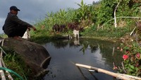 Adalah warga Dusun Bitingan, Desa Kepakisan, Kecamatan Batur, Banjarnegara. Berada di lembah pegunungan di Dieng, sumber mata air panas di dusun ini pun melimpah. Sebagian warga memanfaatkannya untuk mengairi kolam ikan air tawar.