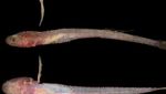 Foto: Memiliki Bentuk Unik, Ini 5 Spesies Biota Laut Baru di Indonesia