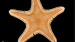 Foto: Memiliki Bentuk Unik, Ini 5 Spesies Biota Laut Baru di Indonesia