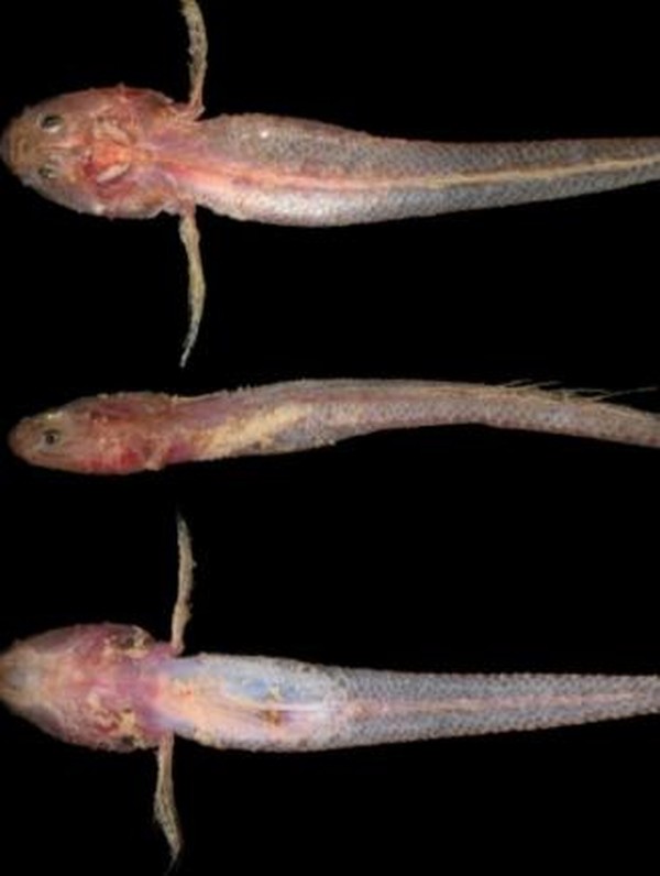 Platygobiopsis hadiatyae memiliki kepala besar dan tidak memiliki sisik pada dada dan perutnya. Ikan gobi ini ditemukan pada kedalaman 182-172 meter di perairan Panaitan, Selat Sunda. (Tan Heok Hui) Platygobiopsis hadiatyae memiliki kepala besar dan tidak memiliki sisik pada dada dan perutnya. Ikan gobi ini ditemukan pada kedalaman 182-172 meter di perairan Panaitan, Selat Sunda. (Tan Heok Hui)