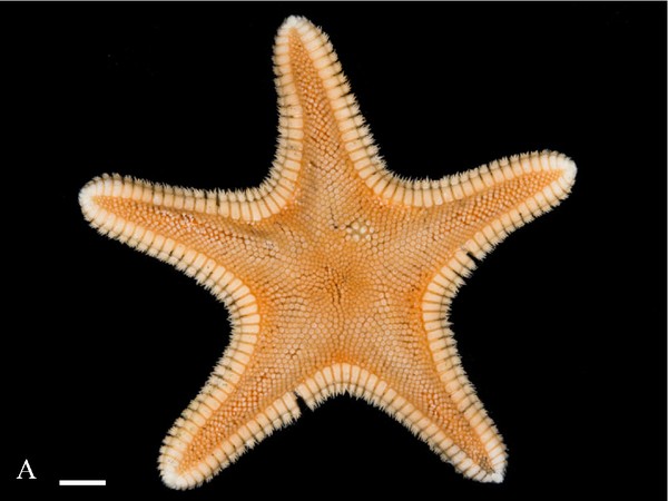Dipsacaster Fisheri ditemukan di zona kedalaman mesopelagic,tepatnya ditemukan pada kedalaman 379-409 meter di bawah permukaan laut (LIPI)