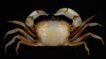 Foto: Memiliki Bentuk Unik, Ini 5 Spesies Biota Laut Baru di Indonesia