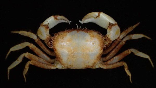 Typhlocarcinops hardotes memiliki  bentuk badan  gemuk dan tebal. Dia ditemukan pada kedalaman 163 hingga 269 meter di Pelabuhan ratu dan bagian selatan Cilacap (LIPI)
