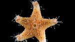 Foto: Memiliki Bentuk Unik, Ini 5 Spesies Biota Laut Baru di Indonesia