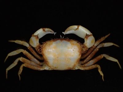 Foto: Memiliki Bentuk Unik, Ini 5 Spesies Biota Laut Baru di Indonesia