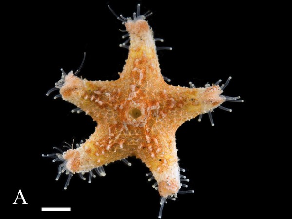 Bintang laut kedua yang baru ditemukan di selat sunda yaitu Pteraster sjadesensis. Spesies baru ini ada di kedalaman sampling 92-103 meter travelers. (LIPI) Bintang laut kedua yang baru ditemukan di selat sunda yaitu Pteraster sjadesensis. Spesies baru ini ada di kedalaman sampling 92-103 meter travelers. (LIPI)