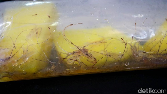 Petugas Bea dan Cukai Bandara Internasional Soekarno-Hatta gagalkan penyelundupan benih lobster. Jutaan benih lobster itu akan diselundupkan ke Vietnam.