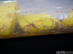Terendus Aroma Monopoli di Balik Ekspor Benih Lobster, KKP Buka Suara