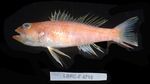 Foto: Memiliki Bentuk Unik, Ini 5 Spesies Biota Laut Baru di Indonesia