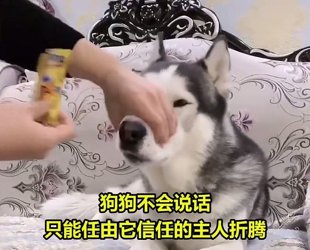 Tren Video Mukbang Hewan di China Dikritik Keras