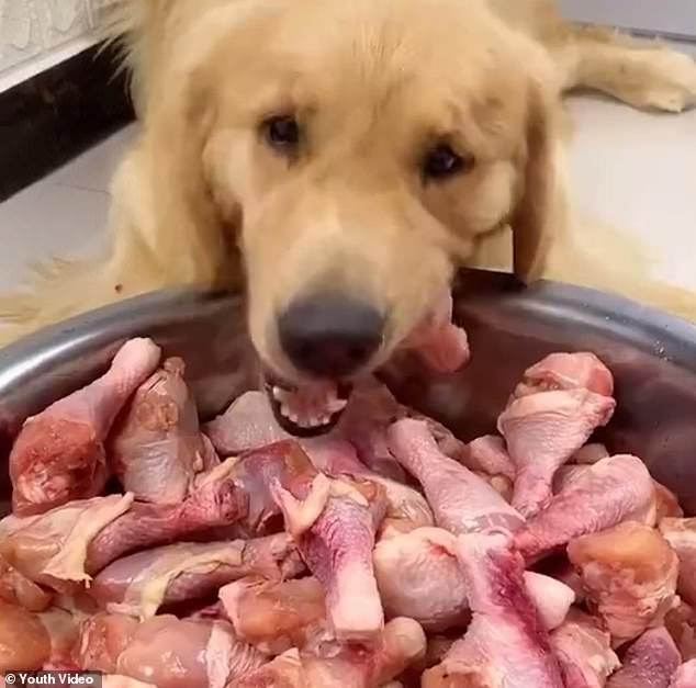Tren Video Mukbang Hewan di China Dikritik Keras