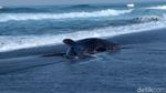 Penampakan Hiu Paus yang Terdampar di Pantai Congot
