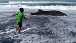 Penampakan Hiu Paus yang Terdampar di Pantai Congot