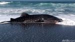 Penampakan Hiu Paus yang Terdampar di Pantai Congot