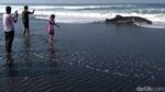 Penampakan Hiu Paus yang Terdampar di Pantai Congot
