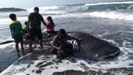 Penampakan Hiu Paus yang Terdampar di Pantai Congot