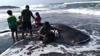 Warga terus berdatangan untuk menyaksikan ikan tersebut.