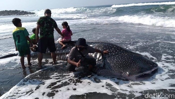 Seekor hiu paus atau dikenal dengan warga dengan sebutan Naga Lintang terdampar di Pantai Congot, Temon, Kulon Progo, DIY, Sabtu (19/9/2020). Saat ditemukan hiu ini sudah dalam kondisi mati.