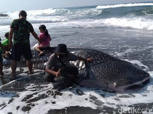 Hiu Paus Terdampar Jadi Tontonan Gratis Pengunjung Pantai Congot
