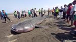 Penampakan Hiu Paus yang Terdampar di Pantai Congot
