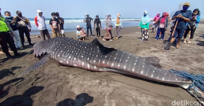 Seekor hiu paus atau dikenal dengan warga dengan sebutan Naga Lintang terdampar di Pantai Congot, Temon, Kulon Progo, DIY, Sabtu (19/9/2020). Saat ditemukan hiu ini sudah dalam kondisi mati.