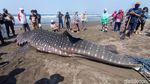 Penampakan Hiu Paus yang Terdampar di Pantai Congot