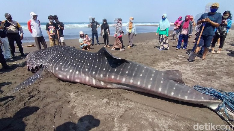 Hiu Paus 5 Meter Terdampar di Pantai Congot Kulon Progo Seekor hiu paus atau dikenal dengan warga dengan sebutan Naga Lintang terdampar di Pantai Congot, Temon, Kulon Progo, DIY, Sabtu (19/9/2020). Saat ditemukan hiu ini sudah dalam kondisi mati.