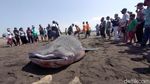 Penampakan Hiu Paus yang Terdampar di Pantai Congot