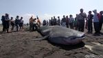 Penampakan Hiu Paus yang Terdampar di Pantai Congot