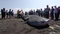 Beberapa bulan lalu, sekitar 400 meter dari lokasi kejadian juga sempat ditemukan hiu yang sudah mati.