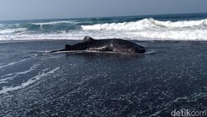 Penampakan Hiu Paus yang Terdampar di Pantai Congot