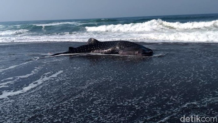 Hiu Paus 5 Meter Terdampar di Pantai Congot Kulon Progo Seekor hiu paus atau dikenal dengan warga dengan sebutan Naga Lintang terdampar di Pantai Congot, Temon, Kulon Progo, DIY, Sabtu (19/9/2020). Saat ditemukan hiu ini sudah dalam kondisi mati.