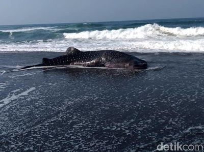 Penampakan Hiu Paus yang Terdampar di Pantai Congot