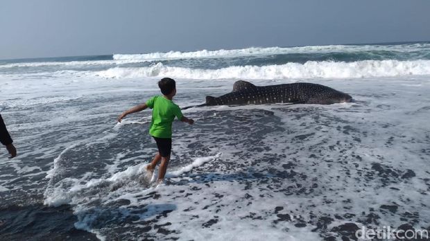 Hiu Paus terdampar di Pantai Congot, Kulon Progo -- 19/9/2020