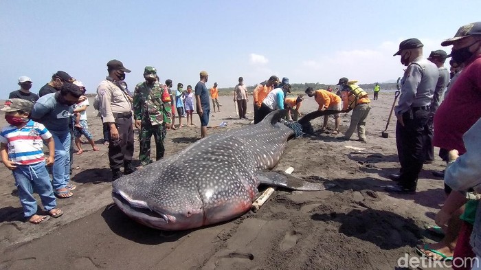 Hiu Paus terdampar di Pantai Congot, Kulon Progo -- 19/9/2020