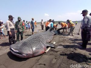 Hiu Paus yang Terdampar di Pantai Congot Ditemukan dalam Kondisi Mati