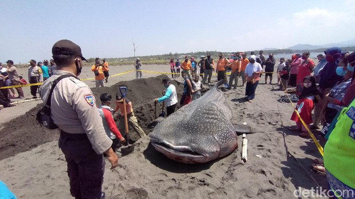 Hiu Paus terdampar di Pantai Congot, Kulon Progo -- 19/9/2020