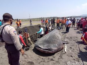 Hiu Paus yang Mati Terdampar di Pantai Congot Akhirnya Dikubur