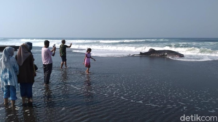 Hiu Paus terdampar di Pantai Congot, Kulon Progo -- 19/9/2020