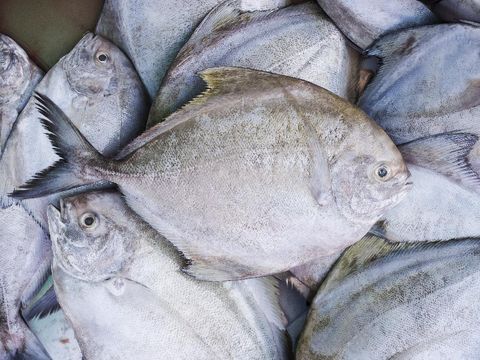 Ikan Bawal Bakar Spesial