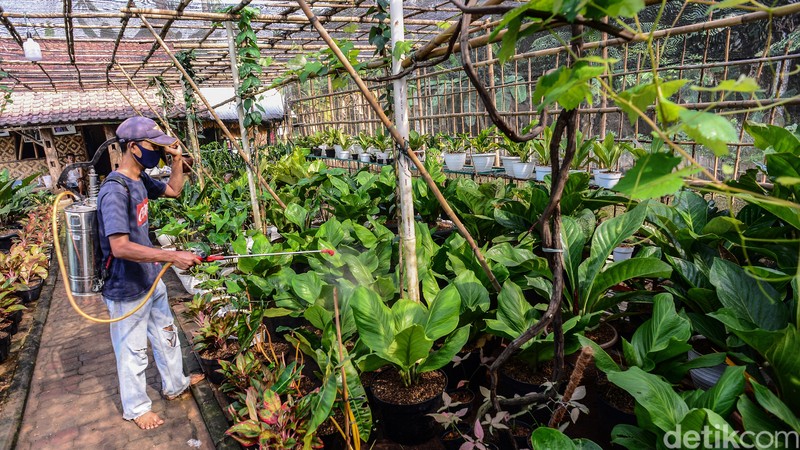 Petani tanaman hias menyemprot cairan anti hama pada berbagai jenis tanaman anthurium di kawasan Pondok Aren, Tangerang Selatan, Sabtu (19/9/2020). Nilai jual tanaman anthurium masih tinggi meski tidak sefenomenal satu dekade silam yang mencapai ratusan juta rupiah. Saat ini, satu pohon anthurium dibandrol mulai dari ratusan ribu hingga jutaan rupiah tergantung ukuran dan jenisnya. Tanaman dalam keluarga Araceae tersebut memiliki sekitar 1.000 jenis namun hanya beberapa yang populer seperti anthurium Jemanii, Gelombang Cinta dan Hookeri.