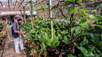 Gelombang cinta sebenarnya termasuk salah satu spesies di bawah genus antherium. Tanaman hias ini dikenal dengan daun yang tebal, bergelombang, dan warna hijau gelap yang mengkilap. Harga gelombang cinta memang bisa gila-gilaan, mencapai puluhan juta rupiah jika ukurannya sudah tinggi besar. Tapi bibitnya bisa dibeli dengan murah, mulai dari Rp 40 ribuan. (Foto: Ari Saputra/detikcom)