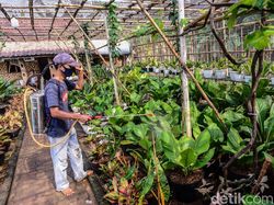 Potret Aneka Tanaman Hias Cantik yang Populer Saat Ini