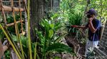 Menengok Kebun Anthurium, Tanaman yang Sempat Hits Satu Dekade Silam