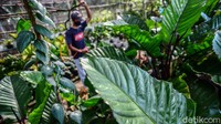 Saat ini, satu pohon anthurium dibanderol mulai dari ratusan ribu hingga jutaan rupiah tergantung ukuran dan jenisnya.