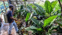 Tanaman dalam keluarga Araceae tersebut memiliki sekitar 1.000 jenis namun hanya beberapa yang populer seperti anthurium jemanii, gelombang cinta, dan hookeri. 