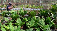 Petani tanaman hias menyemprot cairan anti hama pada tanaman anthurium di kawasan Pondok Aren, Tangerang Selatan, Sabtu (19/9/2020). 