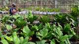 Menengok Kebun Anthurium, Tanaman yang Sempat Hits Satu Dekade Silam