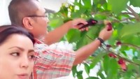 Ini momen panen jambu Bambang dan Mayang di pekarangan rumah. Jambunya terlihat segar-segar dengan warna merah tua. Foto: Instagram mayangsaritrihatmodjoreal